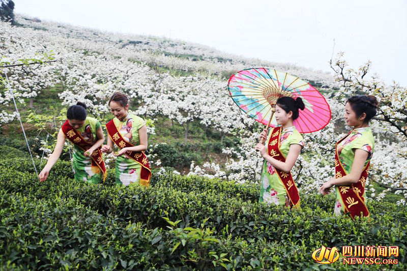 쓰촨 이빈, 봄의 바람•안개 속 찻잎 수확