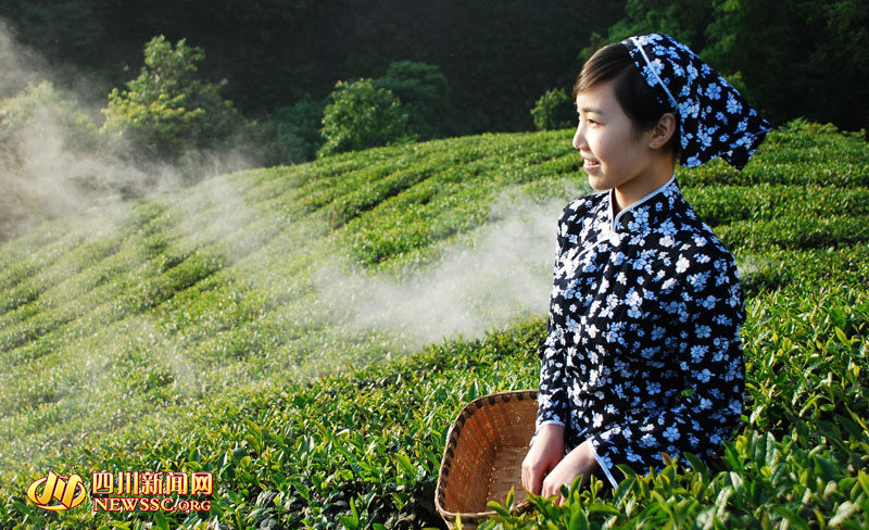 쓰촨 이빈, 봄의 바람•안개 속 찻잎 수확