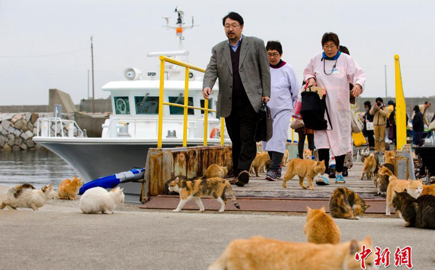 고양이 떼로 점령된 일본의 에히메현 섬