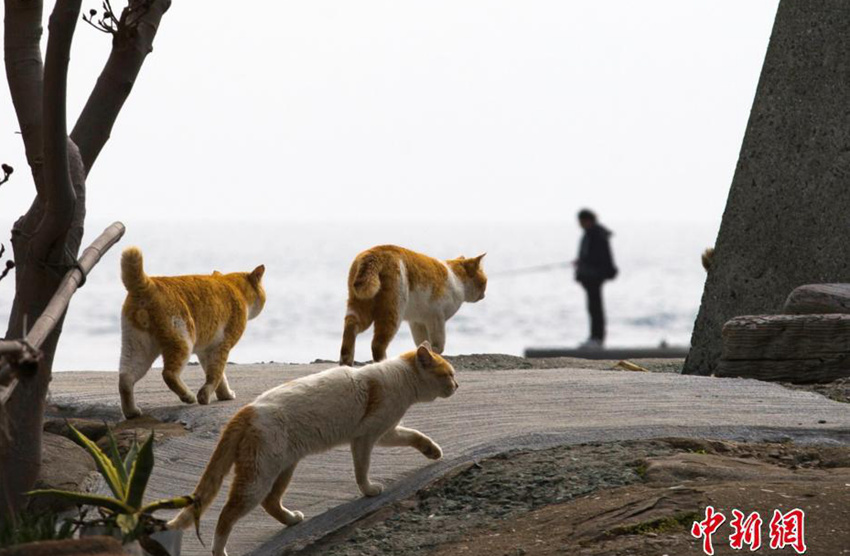 고양이 떼로 점령된 일본의 에히메현 섬