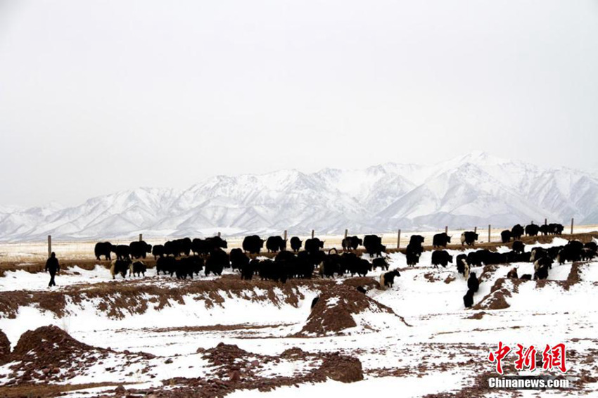 간쑤 산단 이른 봄을 즐기는 말들, 생기 충만