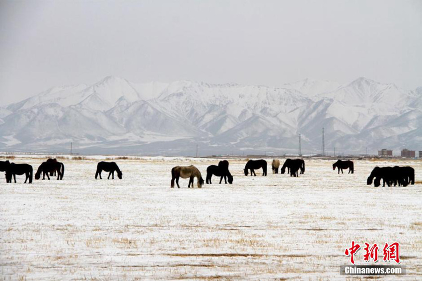 간쑤 산단 이른 봄을 즐기는 말들, 생기 충만