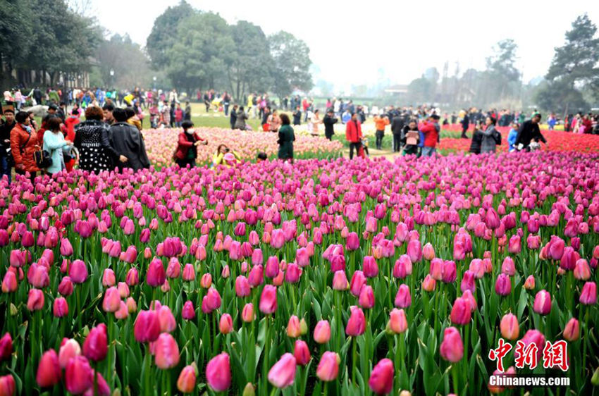 쓰촨 봄기운 가득…주민들 꽃구경 나들이에 바빠