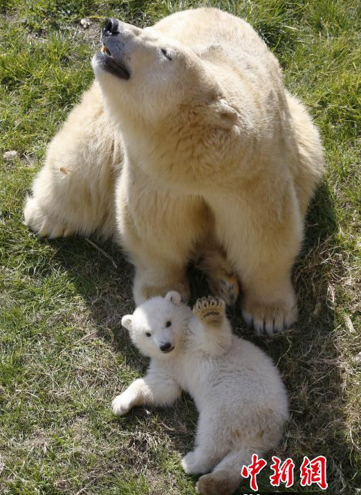 북극곰 모자(母子)는 지금 일광욕 중!