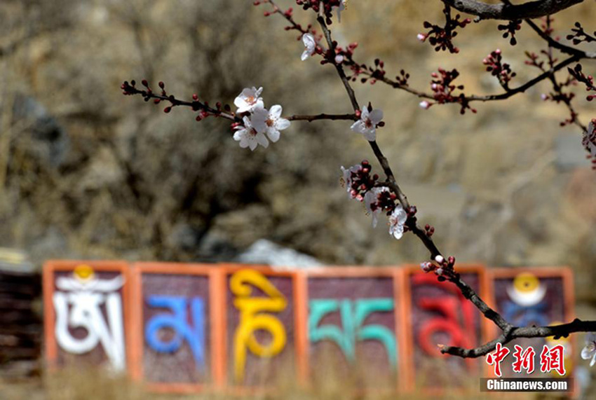 따뜻한 3월의 봄, 라싸 곳곳에도 봄색 완연