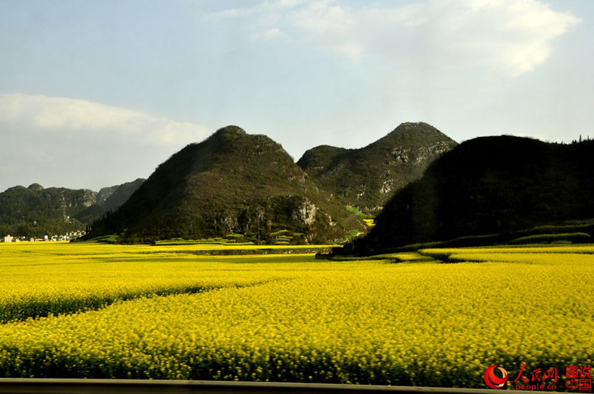 뤄핑 유채밭, 기네스북 수록된 세계 최대 천연화원