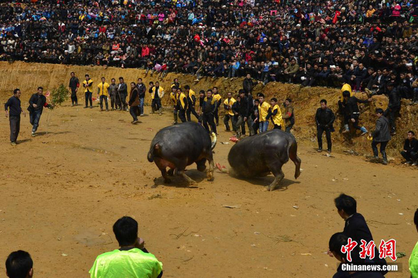 구이저우 소수민족의 투우 풍속…치열한 싸움의 현장