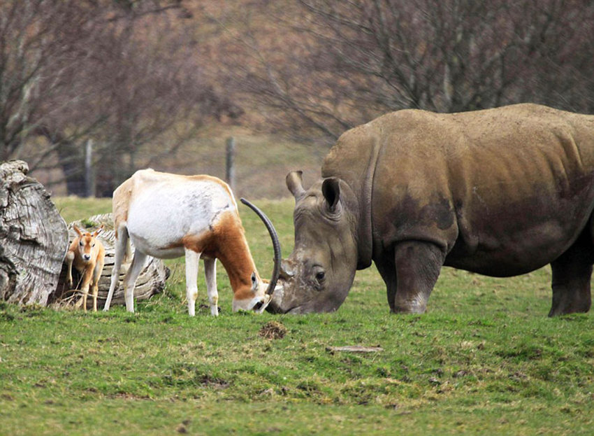 새끼 보호하려 코뿔소와 맞대결 펼친 영양