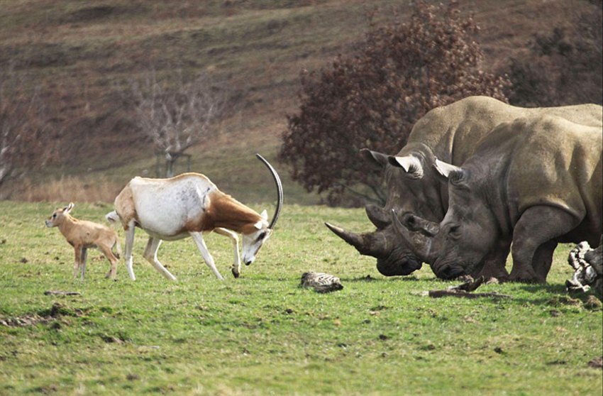 새끼 보호하려 코뿔소와 맞대결 펼친 영양