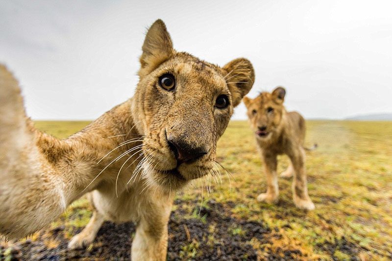 호주 부부, 아프리카 탐험하며 야생동물 촬영