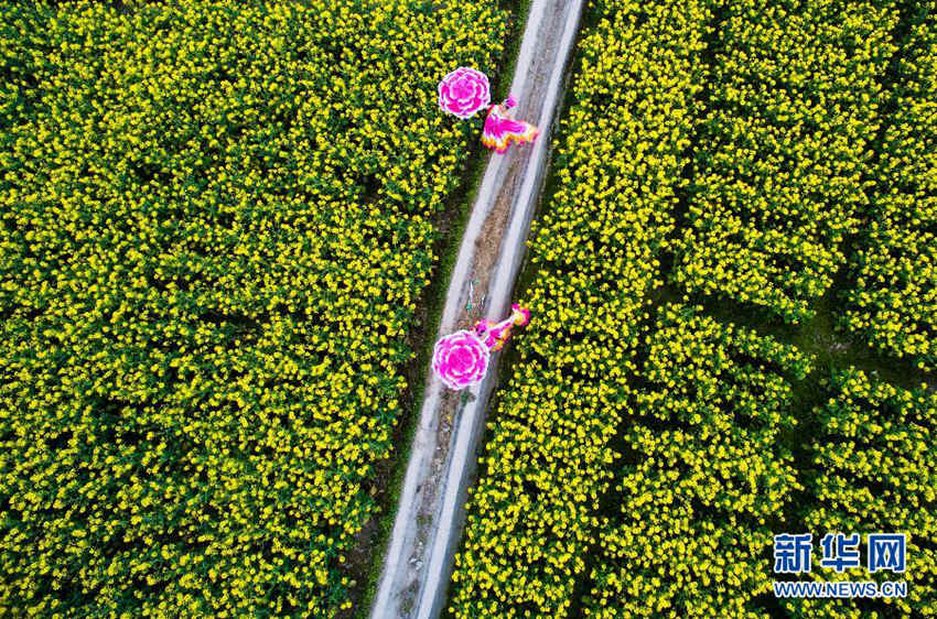 저장의 고산 다랭이논에 만발한 ‘독특한 유채꽃’