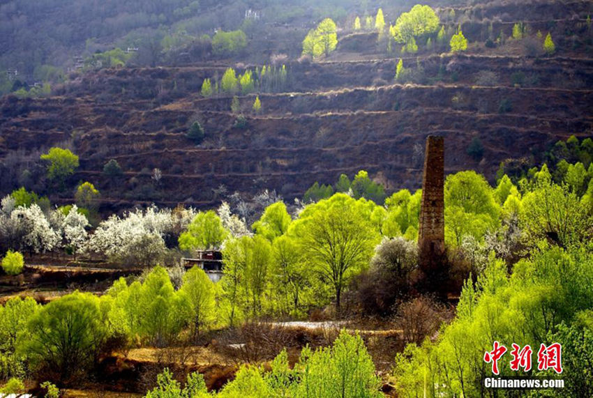 쓰촨 장족 거주지역 봄을 알리는 배꽃 향기로 가득