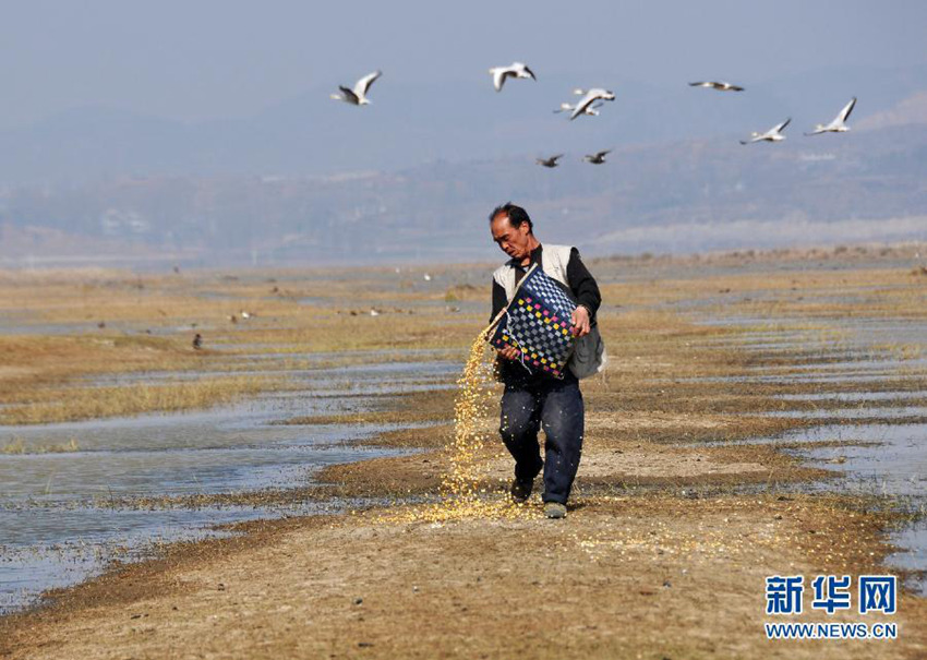 3월 10일, 짱얼쥔 씨가 차오하이변에서 새들에게 먹이를 주고 있다.