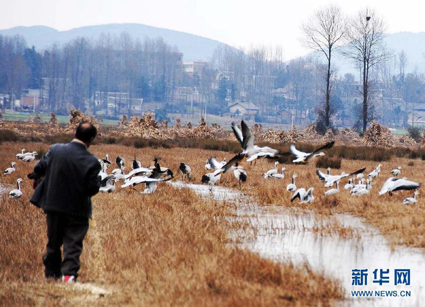 구이저우의 ‘두루미 아빠’, 18년간 조류 보호에 힘써