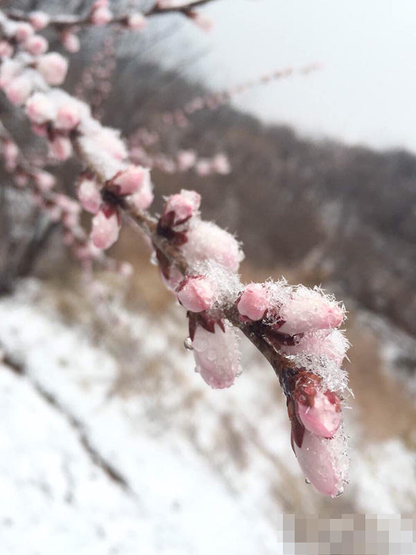 베이징 서쪽에 보기 드문 ‘4월 눈’ 내려… 다시 ‘겨울 모드’