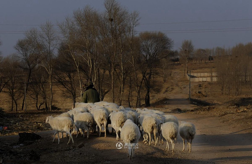 카메라 앵글에 담은 네이멍구의 양치기