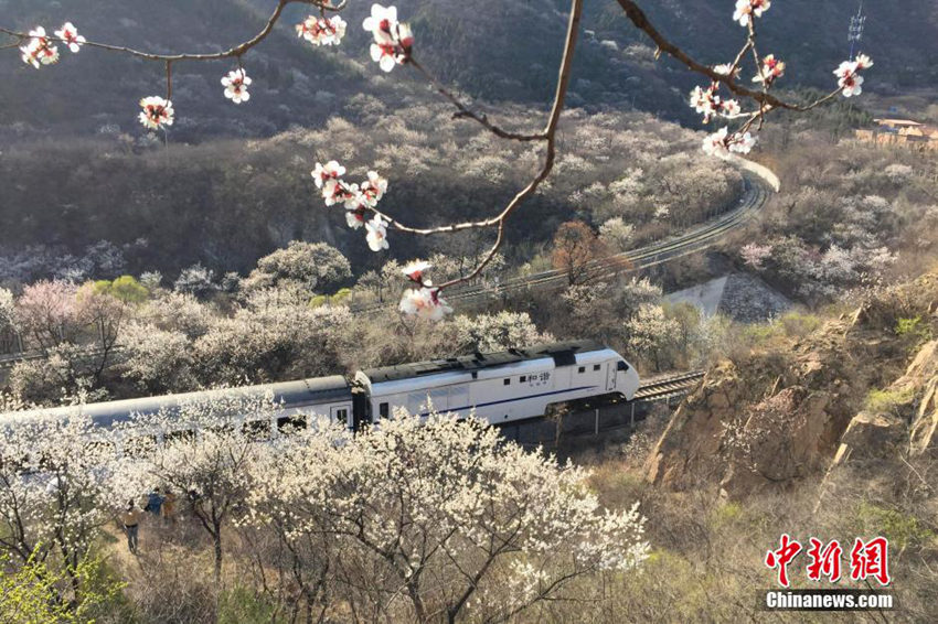 꽃의 물결을 지나 ‘봄으로 가는 열차’, 허셰호(和諧号)