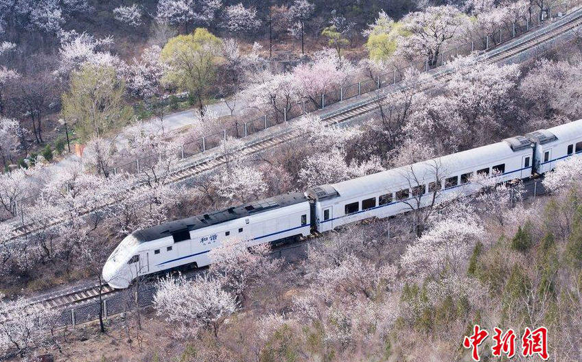 꽃의 물결을 지나 ‘봄으로 가는 열차’, 허셰호(和諧号)