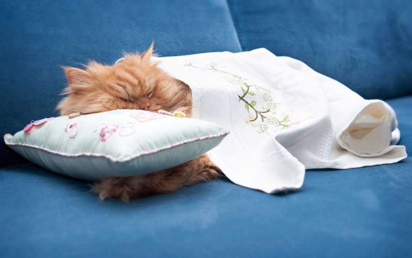 터키 화난 고양이, 탁월한 표정연기로 인기몰이 중 