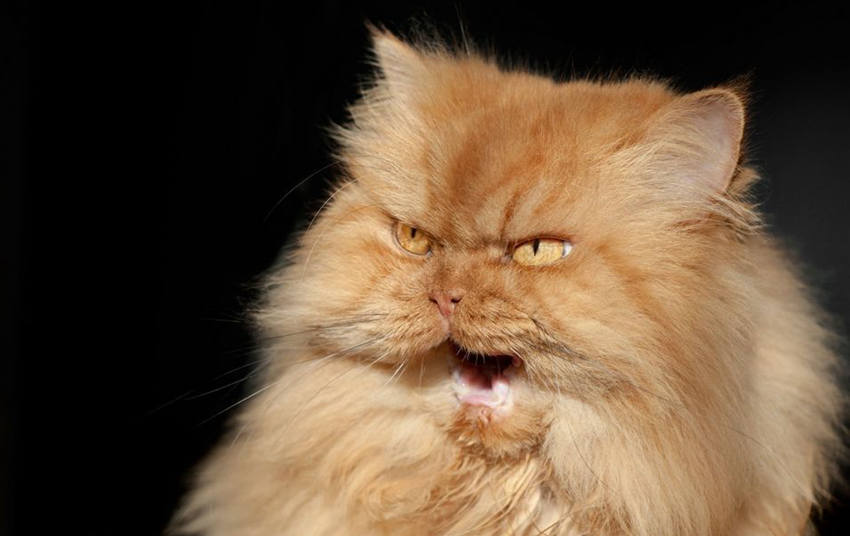 터키 화난 고양이, 탁월한 표정연기로 인기몰이 중 