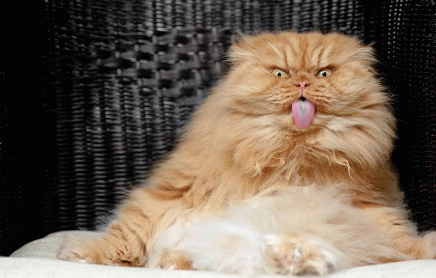 터키 화난 고양이, 탁월한 표정연기로 인기몰이 중 