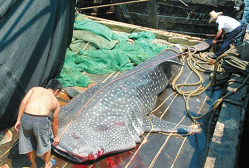 광둥 어부 1t짜리 고래상어 잡은 후 방생 