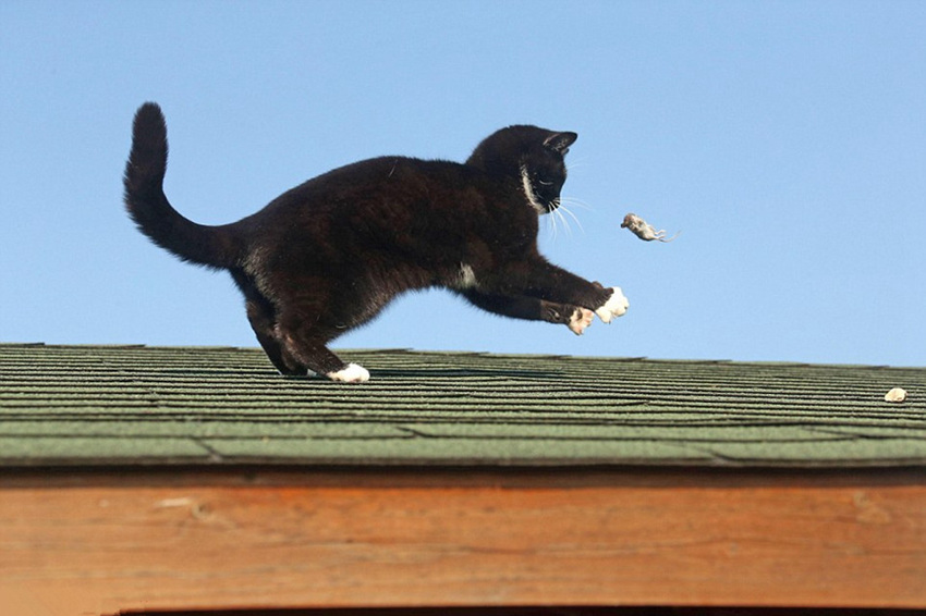 지붕 위의 고양이와 쥐, <톰과 제리> 실사판  