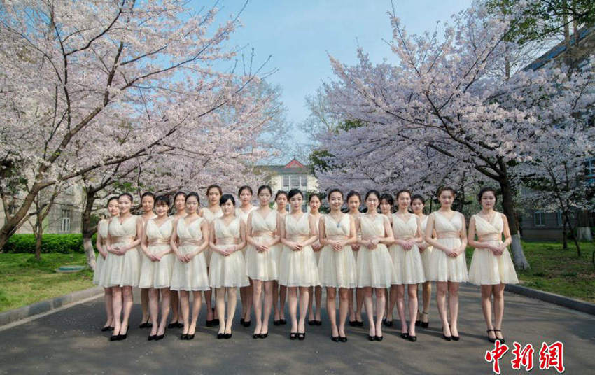 난징임엄대 의전팀, 벚꽃나무 아래서 화보 촬영  