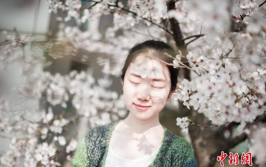 난징임엄대 의전팀, 벚꽃나무 아래서 화보 촬영  