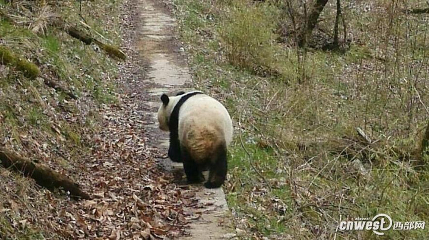 산시 노인과 야생 팬다의 우연한 만남  