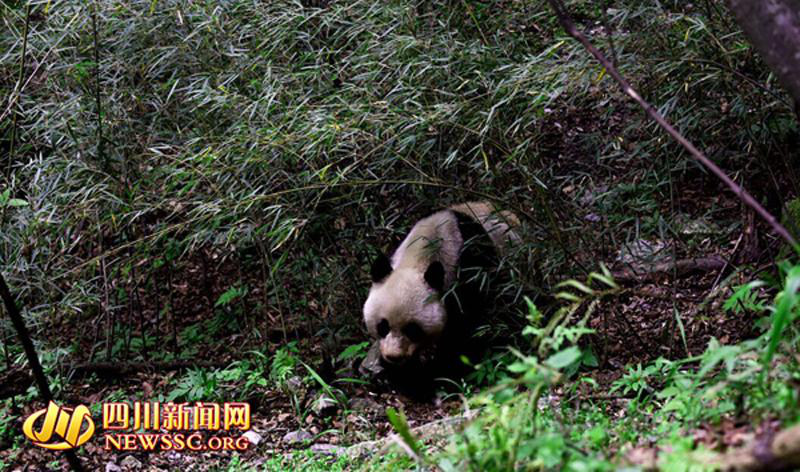 쓰촨 둥양거우 보호구역에서 야생 판다 발견 