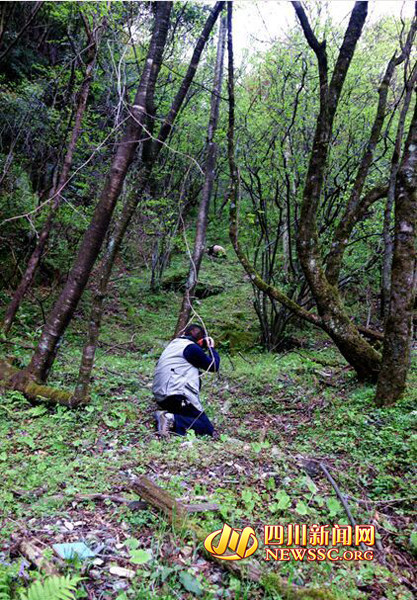 쓰촨 둥양거우 보호구역에서 야생 판다 발견 