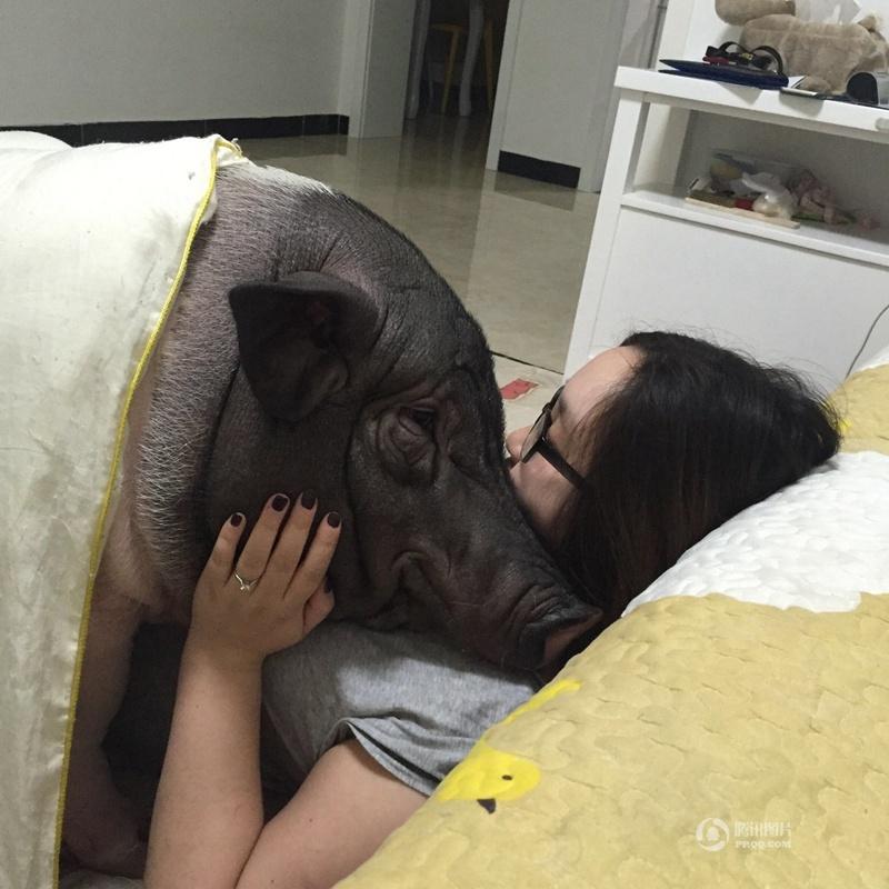베이징의 한 여성이 기르는 85kg의 애완돼지