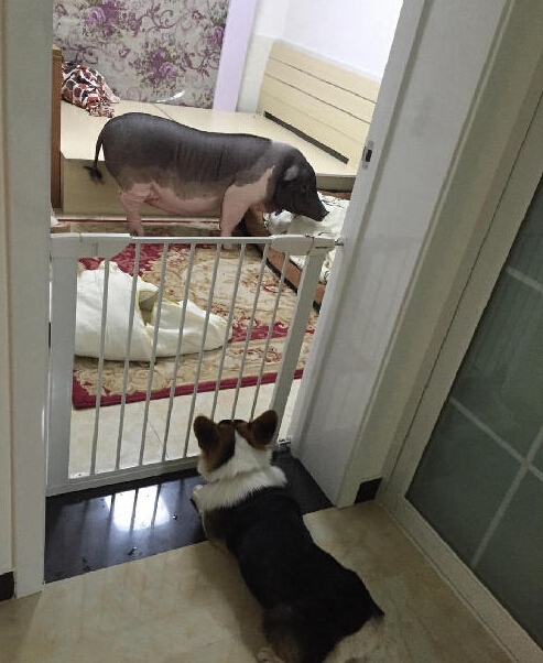 베이징의 한 여성이 기르는 85kg의 애완돼지