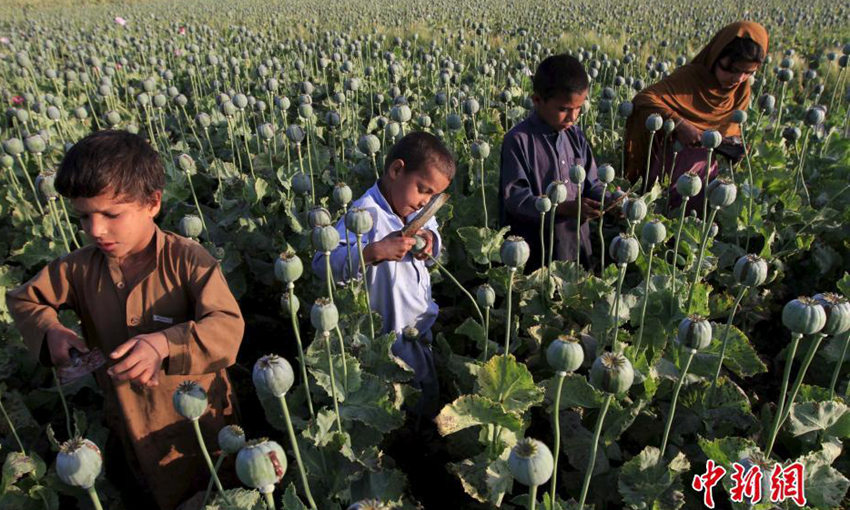 아프가니스탄 어린이들 아편 채취로 생계 유지