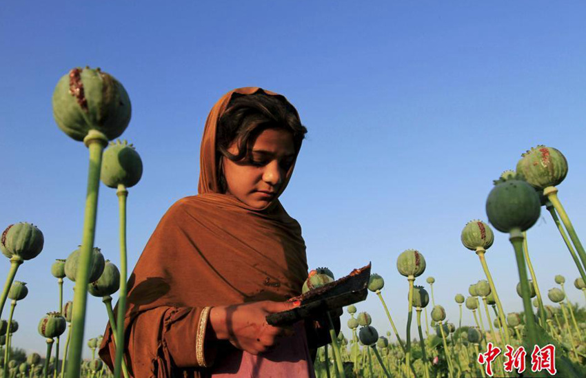 아프가니스탄 어린이들 아편 채취로 생계 유지