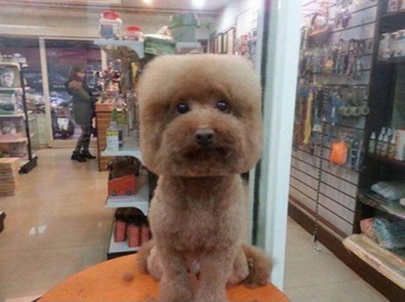 ‘귀염둥이’ 총집합! 다양한 애완견 헤어스타일