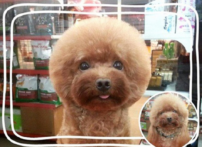 ‘귀염둥이’ 총집합! 다양한 애완견 헤어스타일