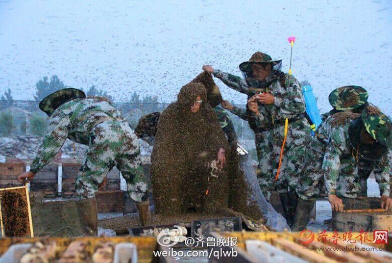 타이산 꿀벌왕, 백만 마리 꿀벌 온 몸에 붙어 기네스 기록 경신 