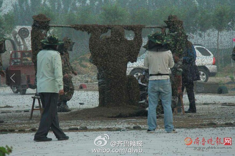 타이산 꿀벌왕, 백만 마리 꿀벌 온 몸에 붙어 기네스 기록 경신 