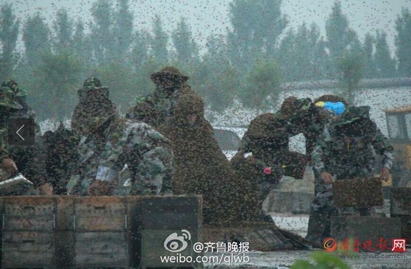 타이산 꿀벌왕, 백만 마리 꿀벌 온 몸에 붙어 기네스 기록 경신 