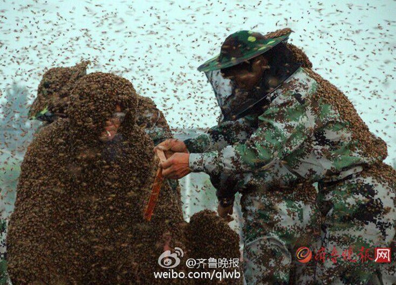 타이산 꿀벌왕, 백만 마리 꿀벌 온 몸에 붙어 기네스 기록 경신 