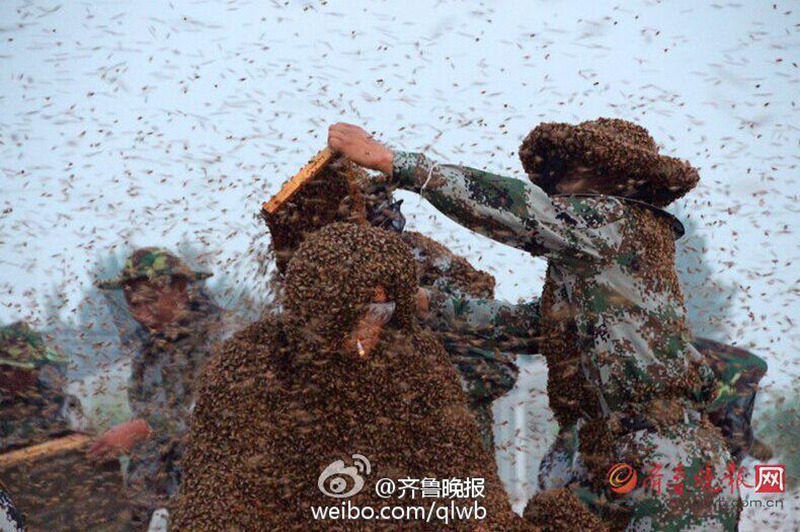 타이산 꿀벌왕, 백만 마리 꿀벌 온 몸에 붙어 기네스 기록 경신 