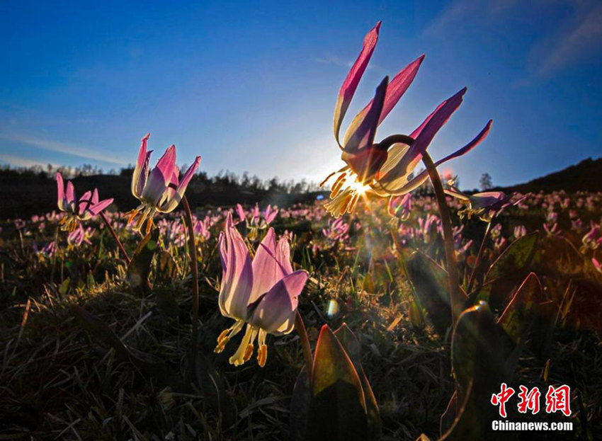 신장 카나쓰의 오월, 꽃으로 장식된 아름다운 계절