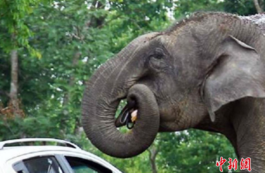 셀카 찍은 찰나, 인도 코끼리의 습격! 
