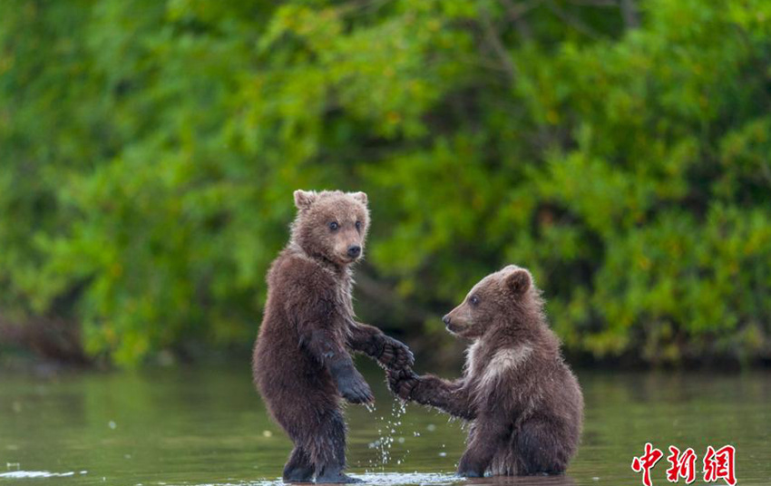 러시아 귀요미 아기곰들의 ‘볼키스’ 사진, 귀여움 절정