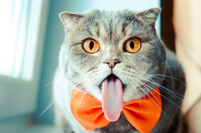 아인슈타인의 메롱 사진과 닮은 고양이 사진 화제