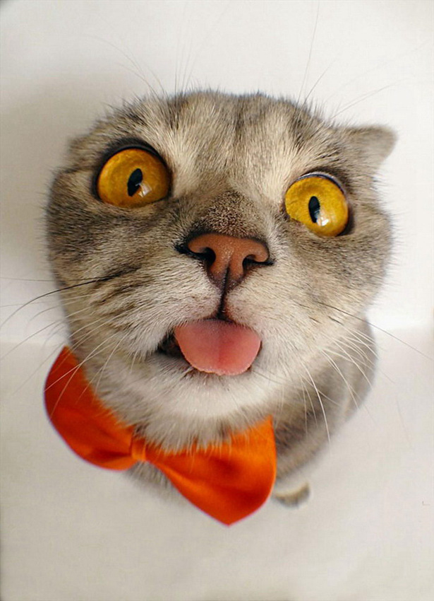 아인슈타인의 메롱 사진과 닮은 고양이 사진 화제