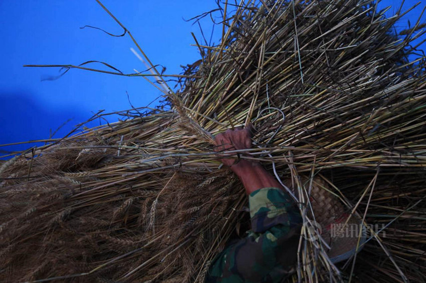산시 마을 주민의 전통 보리 수확법, 수작업으로만 이뤄져