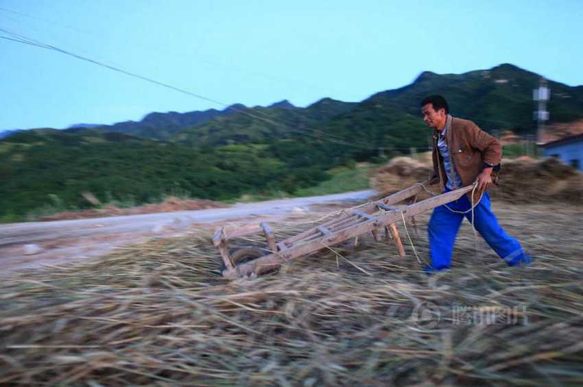 산시 마을 주민의 전통 보리 수확법, 수작업으로만 이뤄져